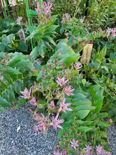 沙沙貴神社(滋賀県)