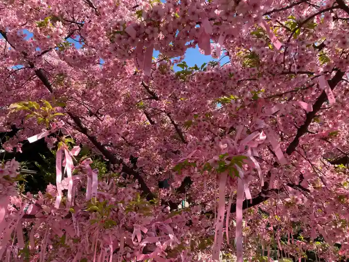 桜神宮(東京都)