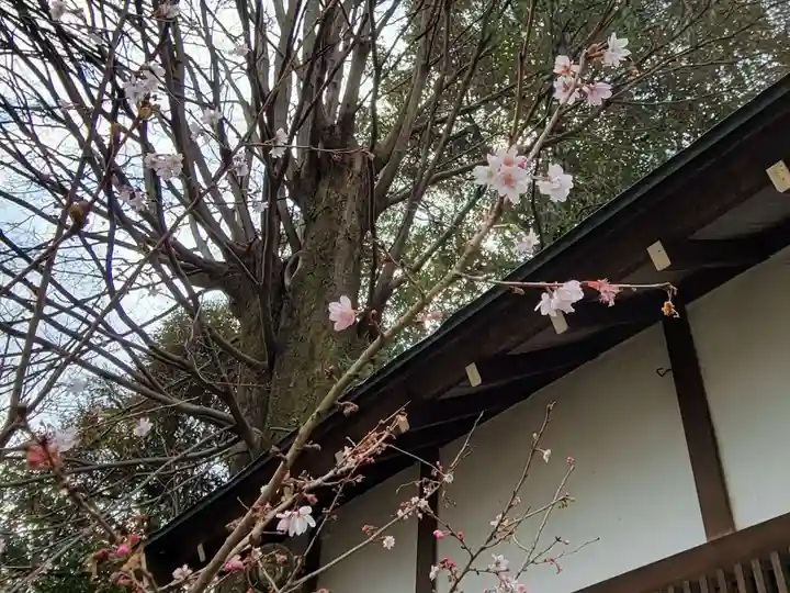 平野神社の自然