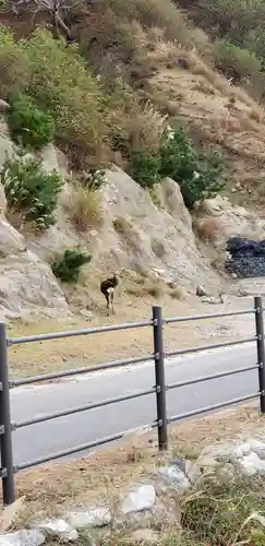 金華山黄金山神社の動物