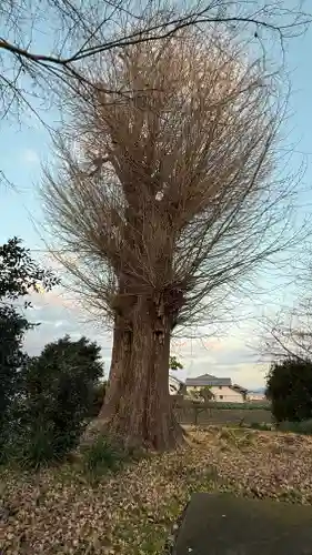 山崎八幡宮(徳島県)