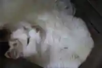 阿邪訶根神社の動物