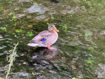 富士山本宮浅間大社(静岡県)