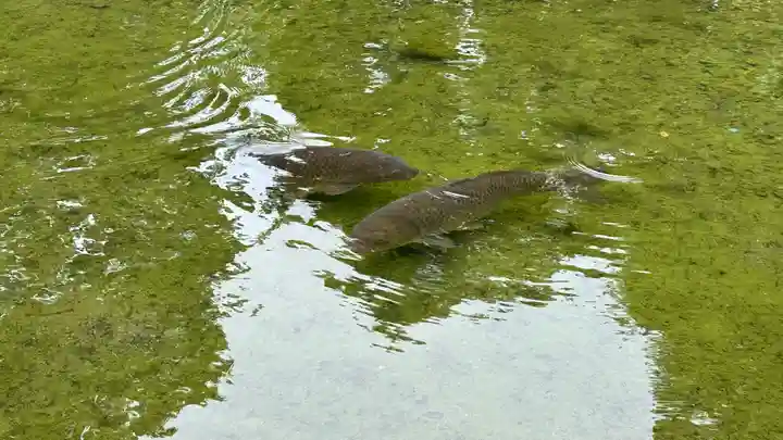 北海道護國神社の動物