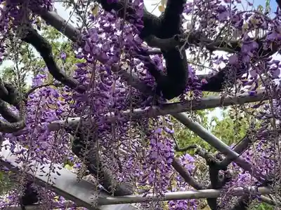 足利織姫神社(栃木県)