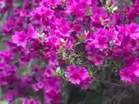 木舟山 順教寺の自然