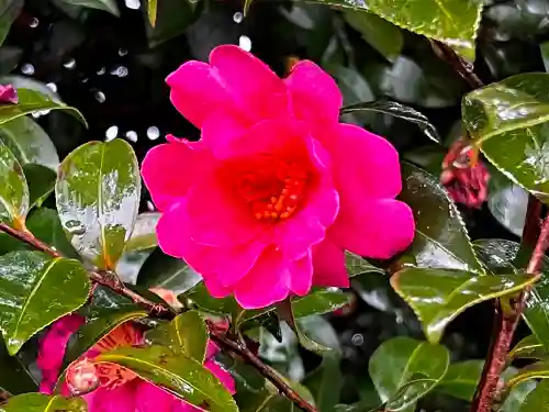 清洲山王宮　日吉神社の自然