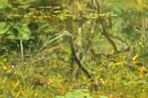 郡殿の池弁財天社(新潟県)