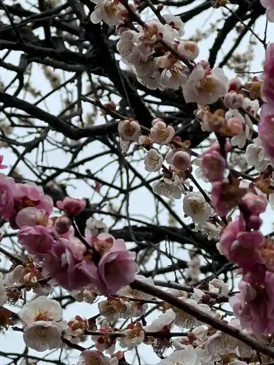 高麗神社の自然