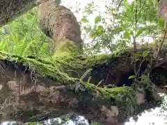 天照神社の自然