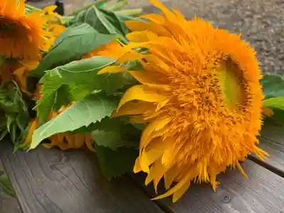滑川神社 - 仕事と子どもの守り神の手水舎