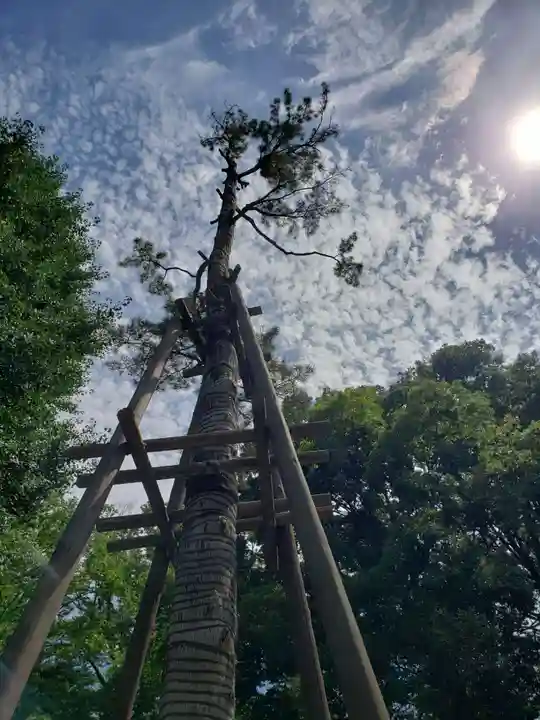 荻窪八幡神社の自然