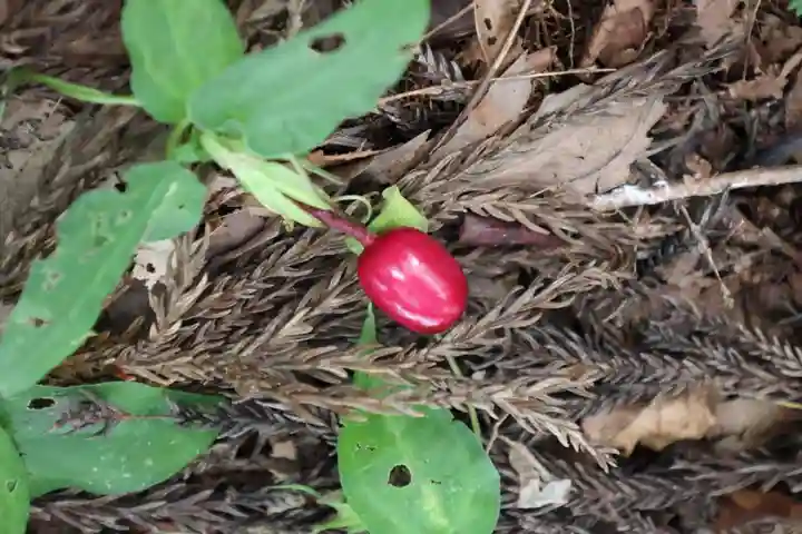 大槻熊野神社の自然