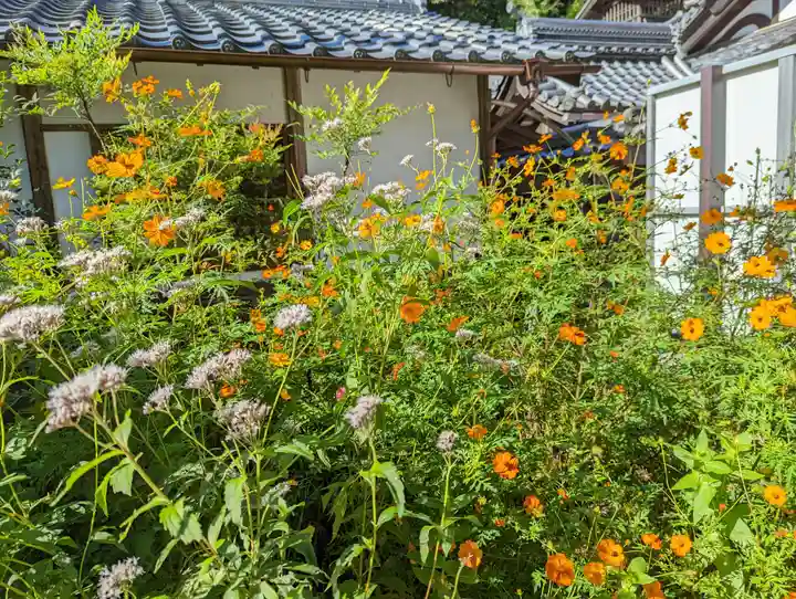 柳谷観音 楊谷寺(京都府)