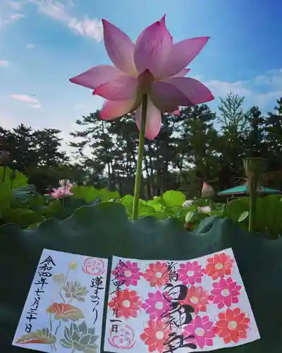 白山神社の御朱印