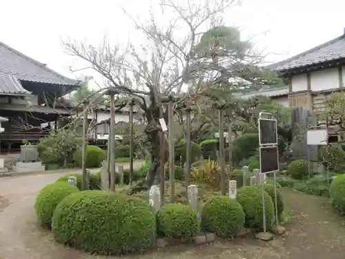 金剛寺の庭園