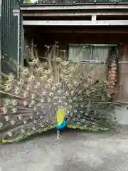 岩槻久伊豆神社の動物