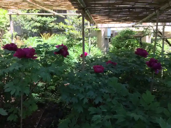 東長谷寺 薬王院の自然