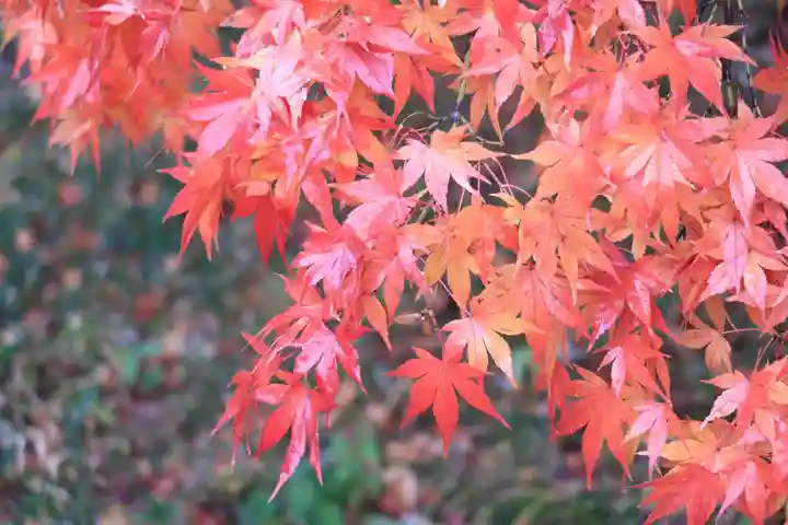 平等院(京都府)