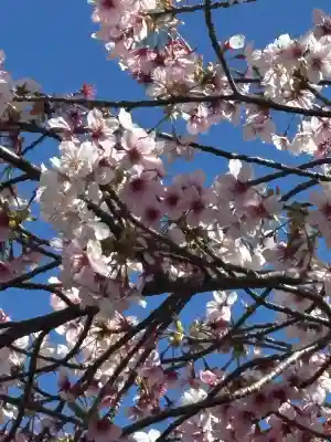 丸子神社　浅間神社の{uncategorized: "未分類", other: "その他", undefined: "問題あり", building: "その他建物", grave: "お墓", sacred_gate: "鳥居", guardian: "狛犬", statue: "像", buddha: "仏像", history: "歴史", nature: "自然", garden: "庭園", animal: "動物", pagoda: "塔", temizu: "手水舎", mountain_gate: "山門・神門", sanctuary: "本殿・本堂", subordinate: "末社・摂社", art: "芸術", scenery: "景色", jizo: "地蔵", ema: "絵馬", goshuin: "御朱印", omikuji: "おみくじ", items: "授与品その他", amulet: "お守り", goshuincho: "御朱印帳", eats: "食事", festival: "お祭り", votive_dance: "神楽", shichigosan: "七五三参", wedding: "結婚式", experience: "体験その他", initially: "初詣", around: "周辺", anti_infection: "感染症対策"}