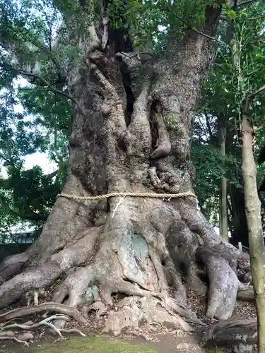 川津来宮神社の自然