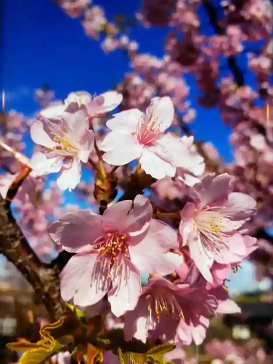 福蔵院(東京都)