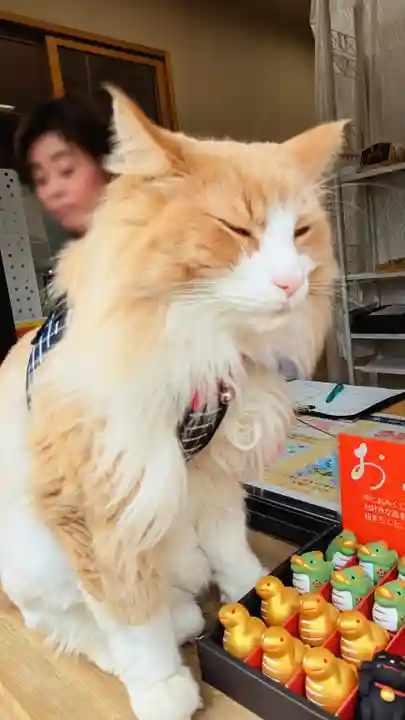 駒込妙義神社の動物