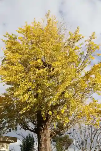 法話と天井絵の寺　観音寺の自然