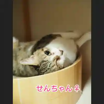 天王山 安楽寺(福井県)