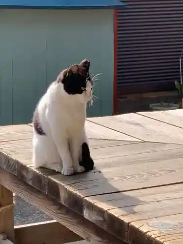 杉山大神の動物
