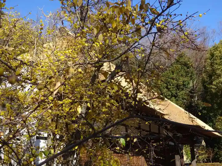横浜 西方寺の自然