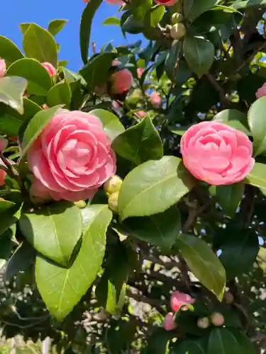 亀戸天神社(東京都)