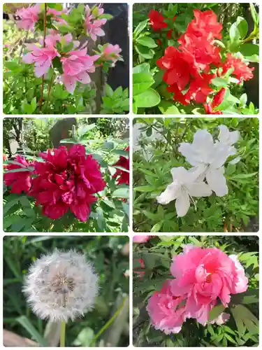吉原弁財天本宮（吉原神社奥宮）の自然