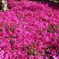 寿量山 速成寺の自然
