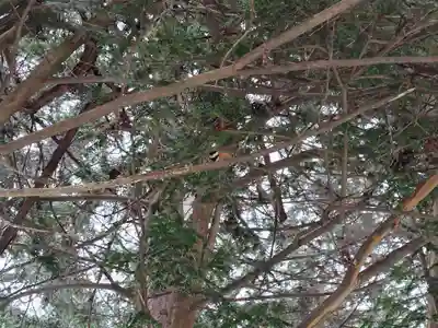 上川神社のその他建物