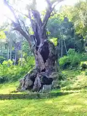 武雄神社の自然