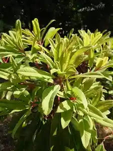 賀羅加波神社の自然(2021年05月03日(月) 06時40分08秒投稿)