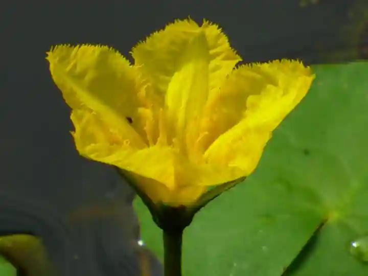 岩井八坂神社(茨城県)