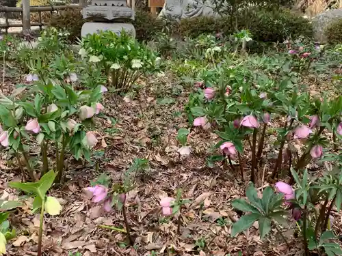白岡八幡神社の自然