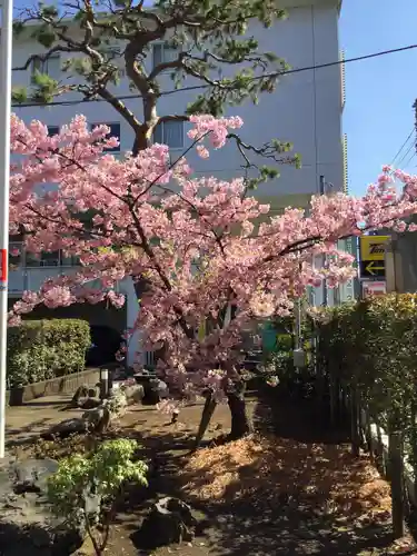 桜神宮の自然