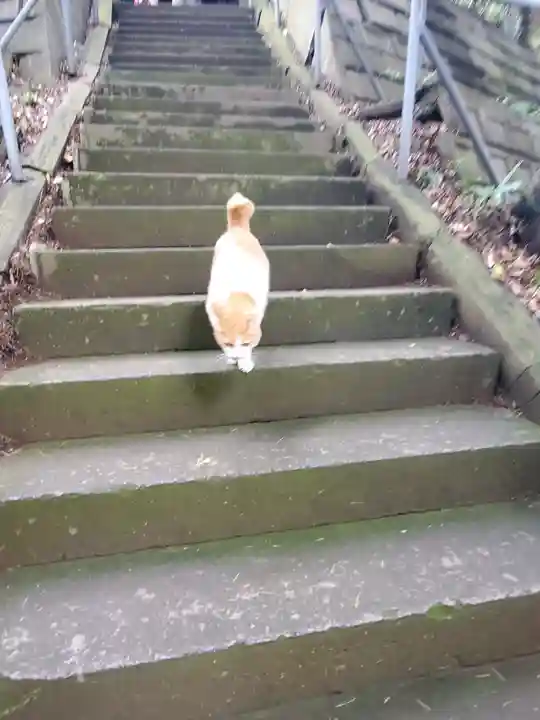 前玉神社の動物