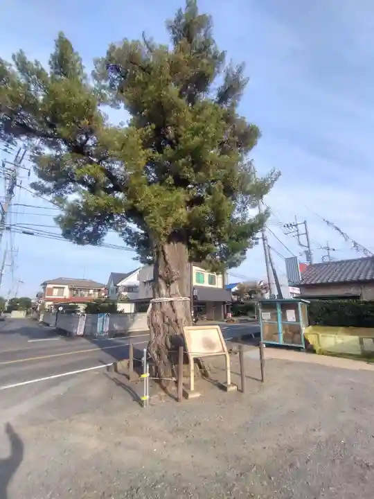 前玉神社(埼玉県)