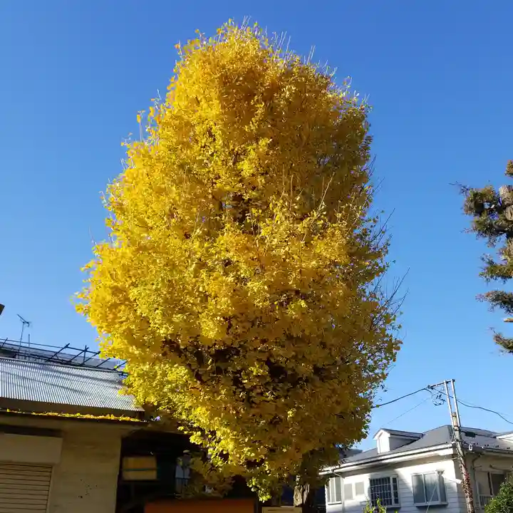 北野神社西町天神の自然
