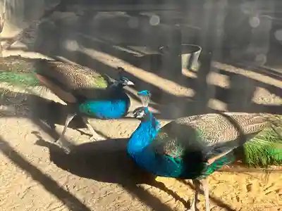 岩槻久伊豆神社(埼玉県)
