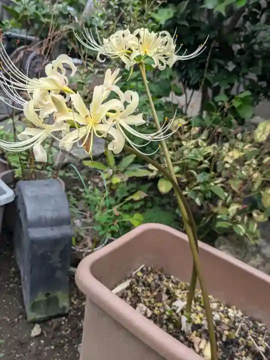 谷中 妙福寺(東京都)