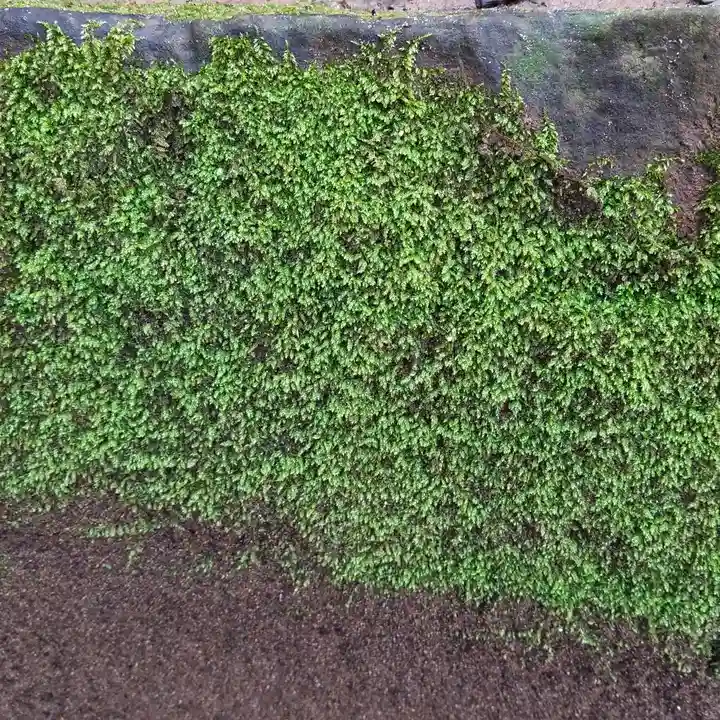 雙宮神社(茨城県)