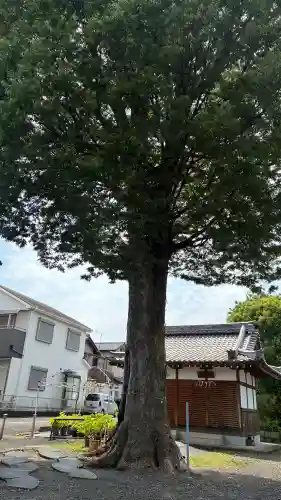 篠津神社(滋賀県)
