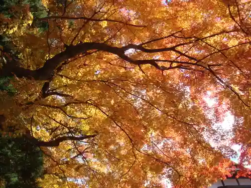 高野山金剛峯寺の自然