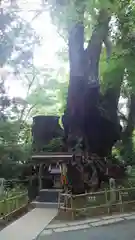 來宮神社の自然