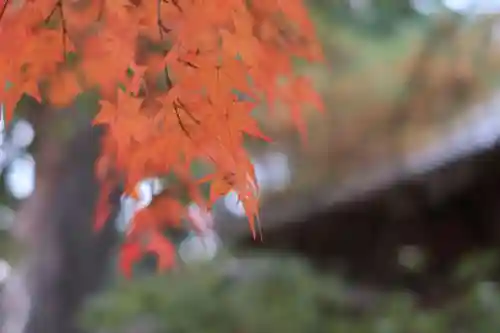 今宮神社の自然